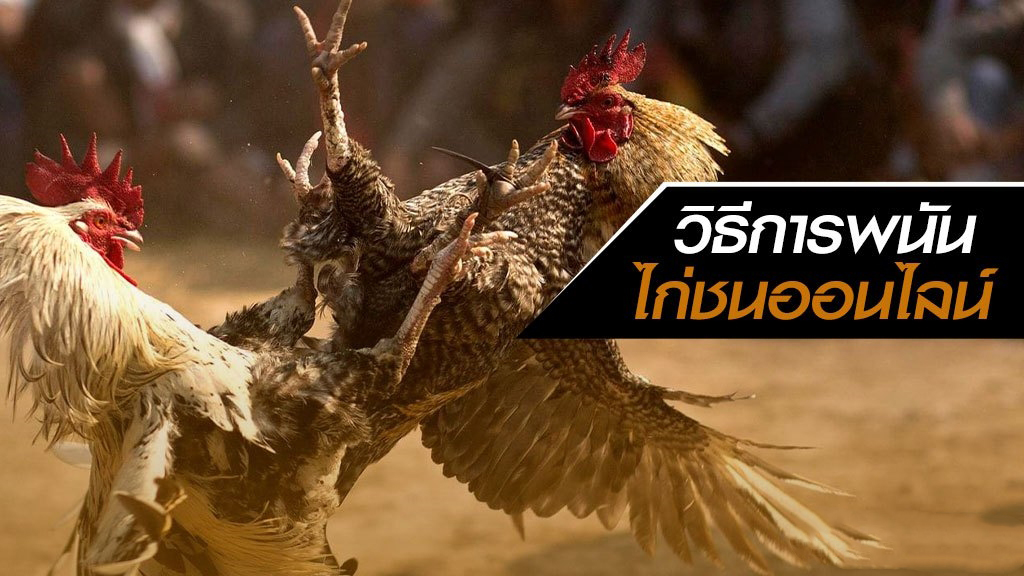 โหลดเกมไก่ชน - "Download cockfighting game"