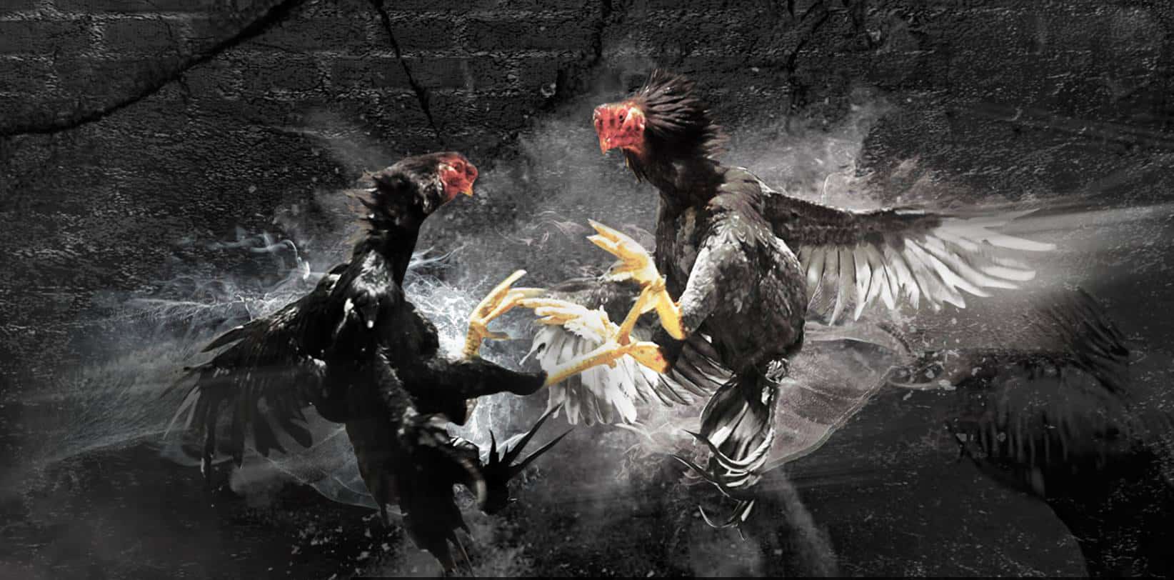 เกมไก่ชนออนไลน์ - "online cockfighting game"